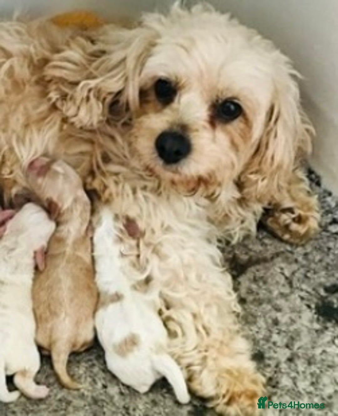 Cavapoo dogs for sale: 🩷F1b CAVAPOO GIRLS~ READY FOR NEW HOMES 🩷 - Image 14