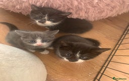 Mixed Breed cats for sale: Beautiful kittens.  - Image 5