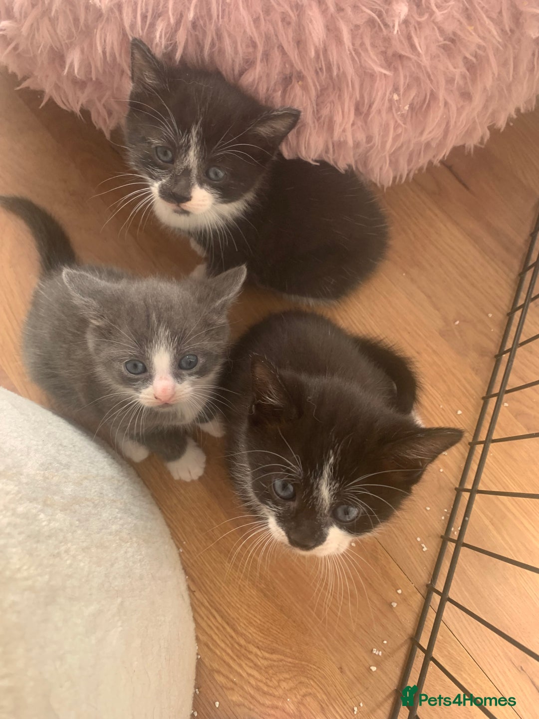 Mixed Breed cats for sale: Beautiful kittens.  - Image 5
