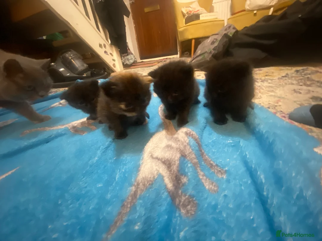 Mixed Breed cats for sale: Half british shorthair kittens - new home  - Advert 20