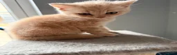 British Shorthair cats for sale: TWO MALE CREAM BRITISH SHORTHAIRS FOR SALE  - Advert 5