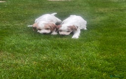 Sprocker dogs for sale: Beautiful Sprocker Puppies - Image 24