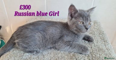 British Shorthair cats - Advert 10