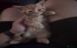 Mixed Breed cats for sale: 3 gorgeous ginger kittens READY NOW - Image 12
