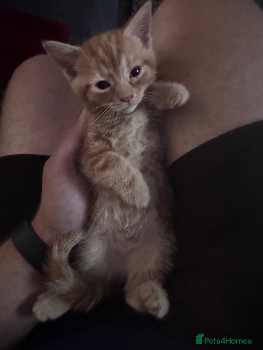 Mixed Breed cats for sale: 3 gorgeous ginger kittens READY NOW - Image 12