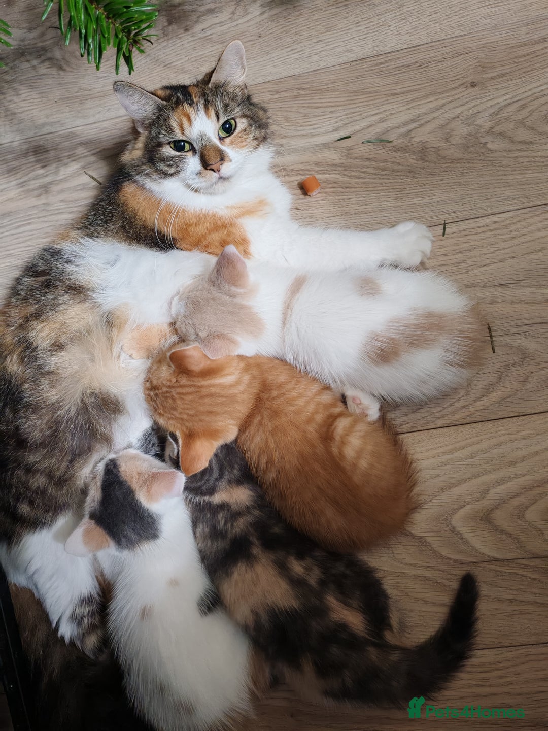 Mixed Breed cats for sale: Kittens for sale - Advert 1