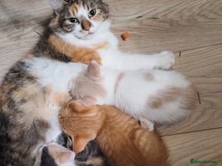 Mixed Breed cats Kittens for sale - Advert 2