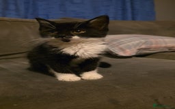 Mixed Breed cats for sale: Female kitten - Image 5