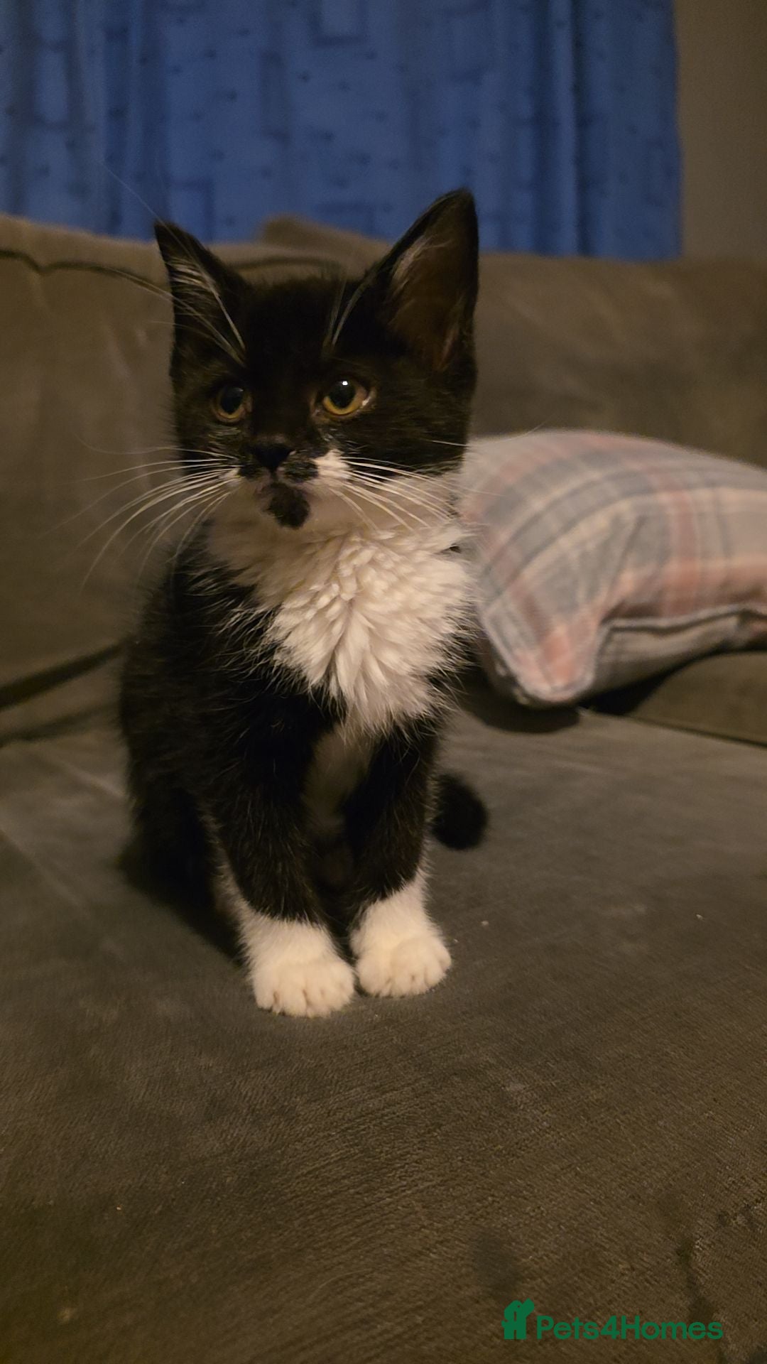 Mixed Breed cats for sale: Female kitten - Image 5