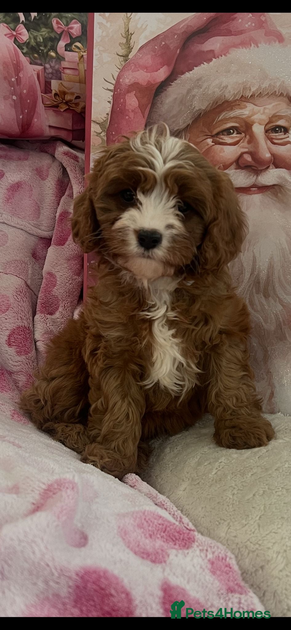 Cavapoo dogs Cavapoo puppies ready now 🏡 - Advert 10