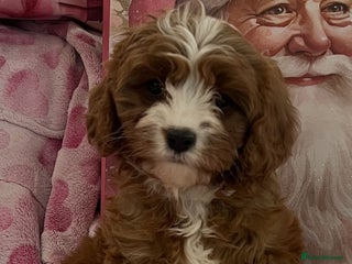 Cavapoo dogs Cavapoo puppies ready now 🏡 - Advert 10
