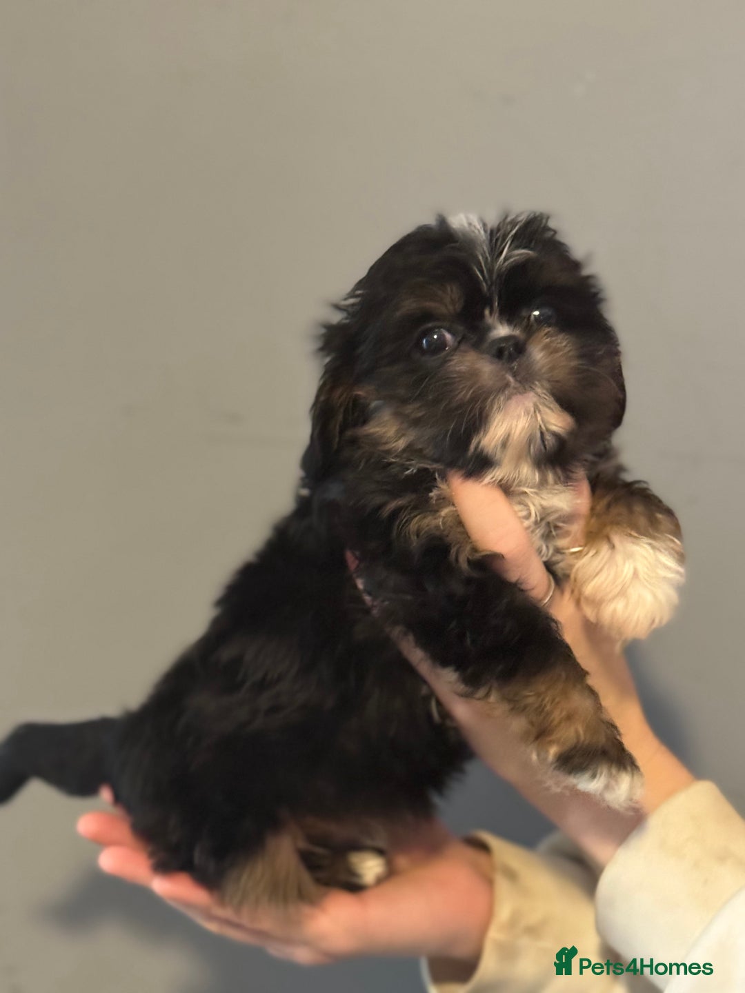 Cavalier King Charles Spaniel dogs for sale: Cavashi cavatzu boys READY NOW  - Advert 9