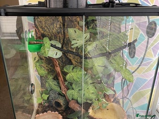 Frog reptiles - Advert 30