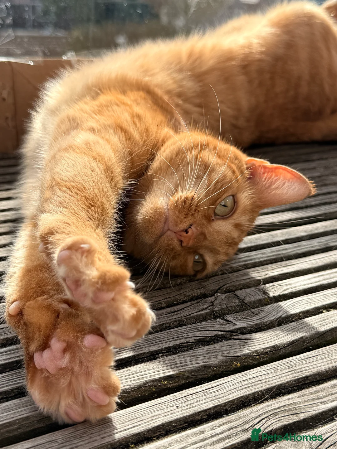 Mixed Breed cats for sale: 3 CATS FOR REHOMING - Advert 10