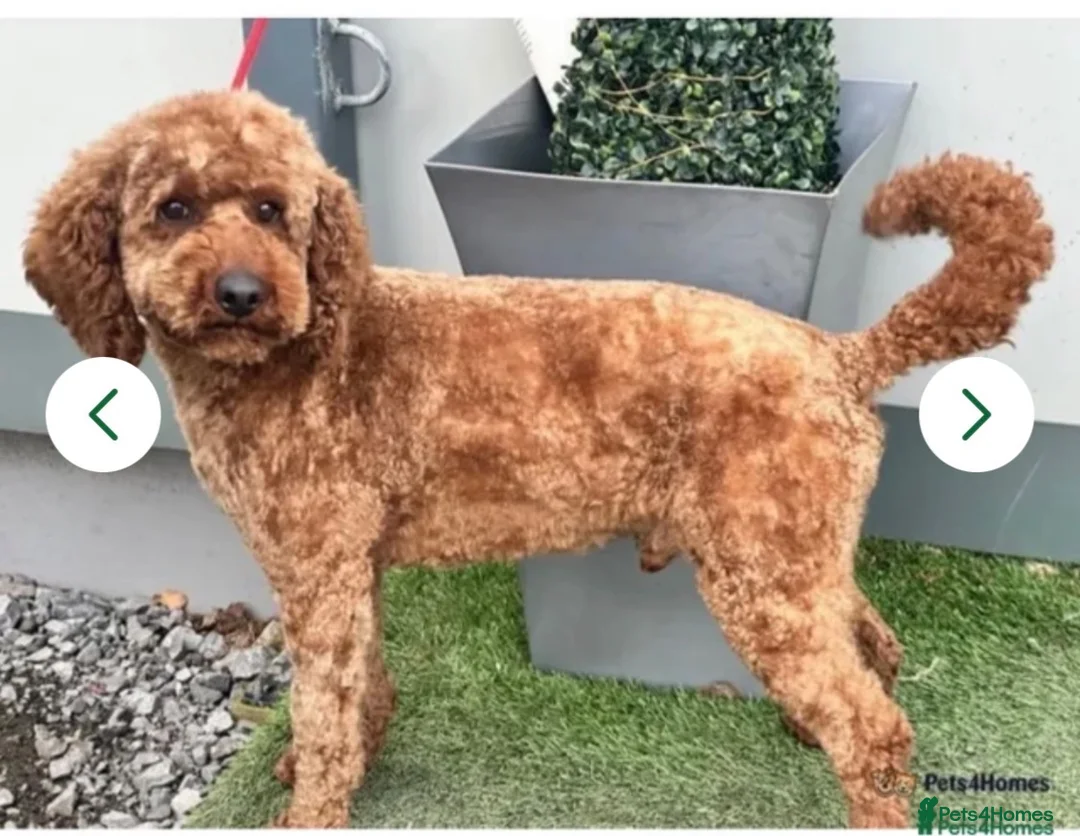 Cockapoo dogs for sale: Red F1 Cockapoo’s - Advert 6