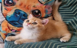 British Shorthair cats for sale: NY12 GOLDEN BRITISH SHORTHAIR BOY READY TO GO!  - Image 5