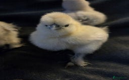 Chickens poultry for sale: USA MINI SILKIES  - Image 2