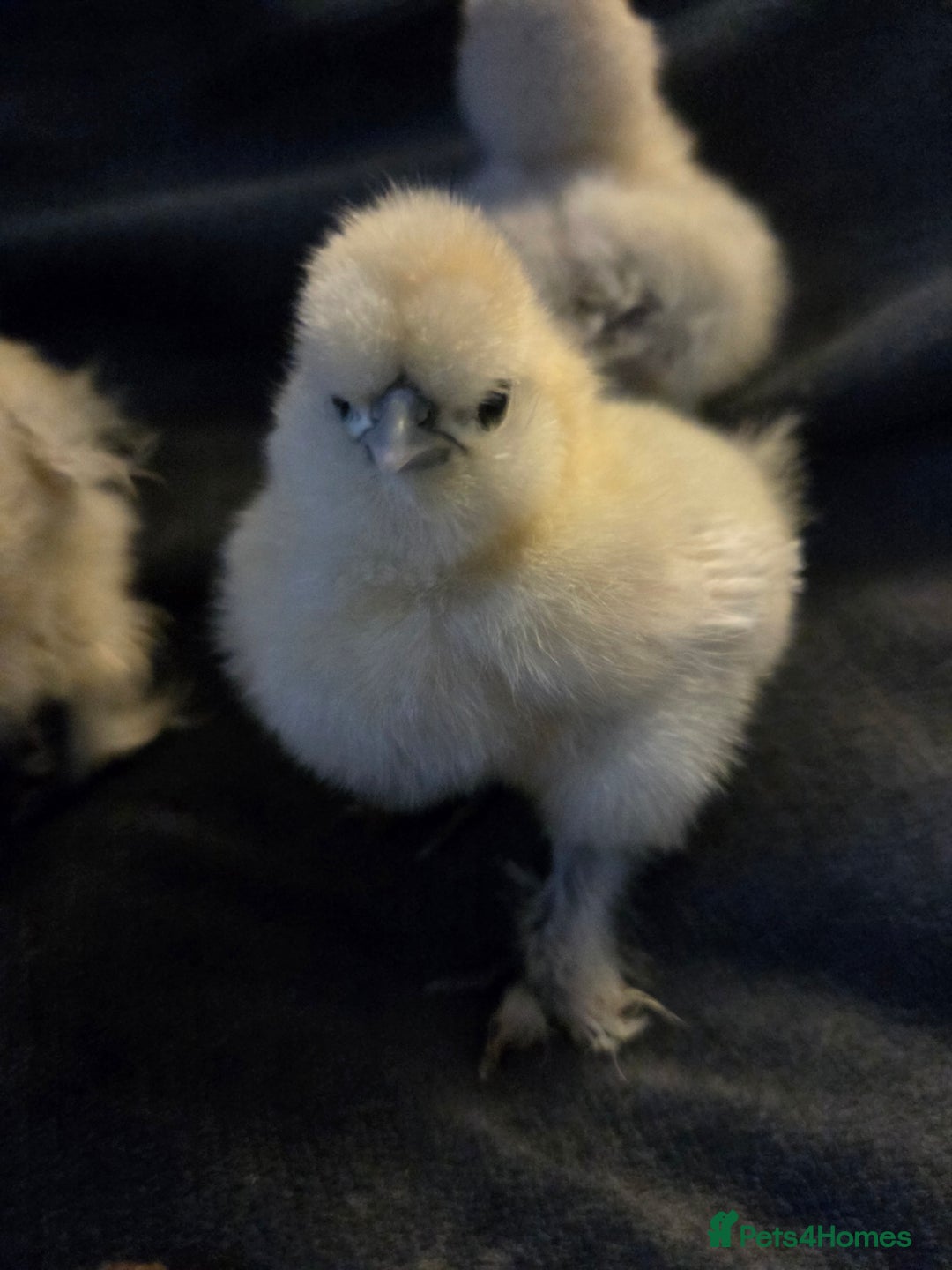 Chickens poultry for sale: USA MINI SILKIES  - Image 2