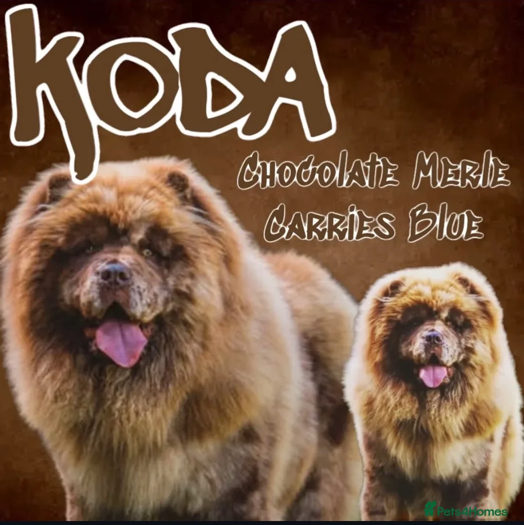 Chow Chow dogs for sale: Lesley Chow  - Advert 3