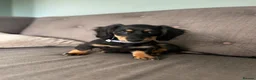 Miniature Dachshund dogs for sale: Black & Tan Longhaired Miniature Dachshund in Glasgow - Advert 2