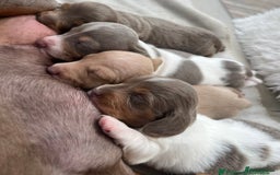 Miniature Dachshund dogs for stud: 🍦ALPHA mini cream pied🥧Smooth dachshund Proven! in Mexborough - Image 37