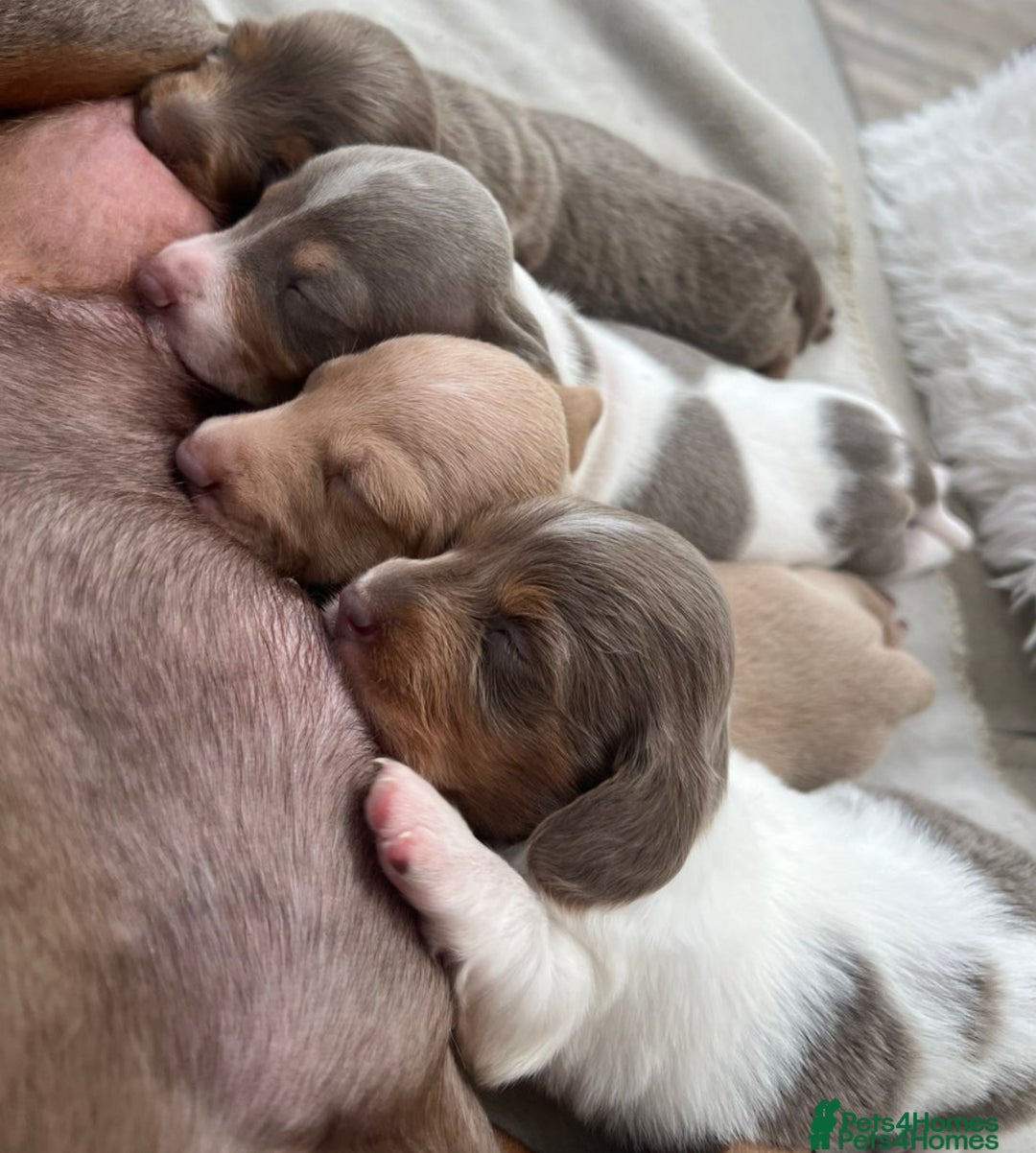Miniature Dachshund dogs for stud: 🍦ALPHA mini cream pied🥧Smooth dachshund Proven! in Mexborough - Image 37