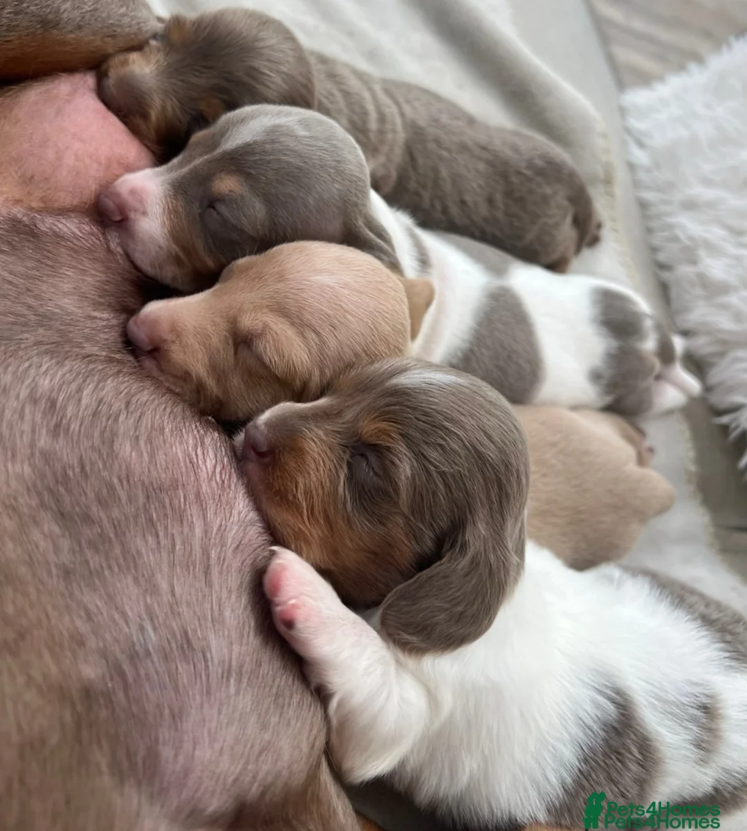 Miniature Dachshund dogs for stud: 🍦ALPHA mini cream Int/Int pied Smooth dachshund ! in Mexborough - Advert 37