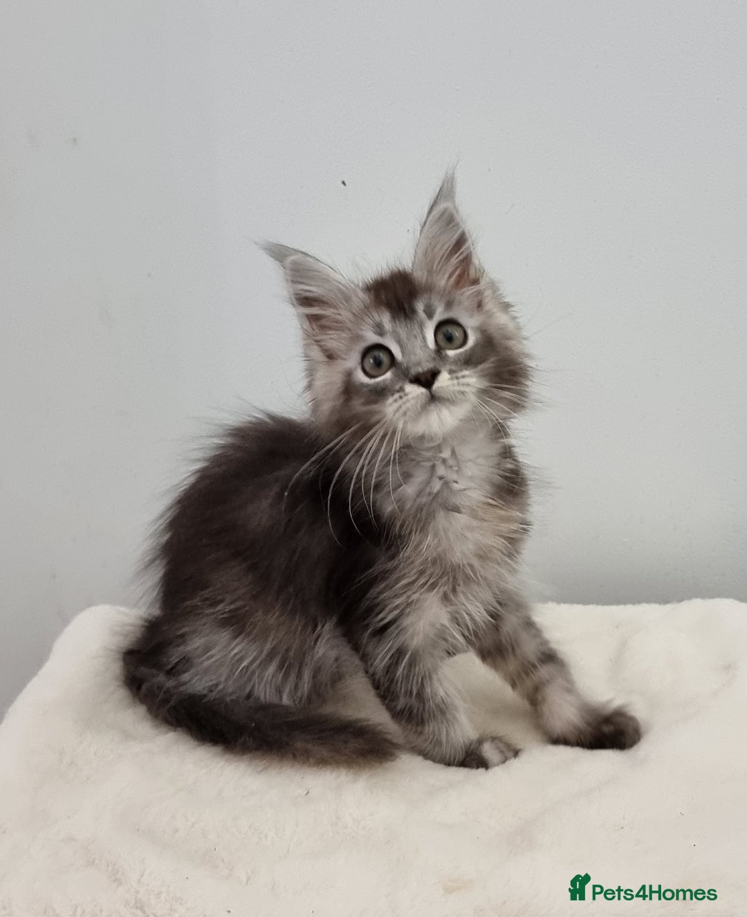 Maine Coon cats for sale: Pedigree Maine Coon Kittens for sale  - Advert 5