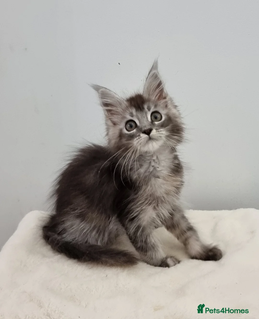Maine Coon cats for sale: Pedigree Maine Coon Kittens for sale  - Advert 5