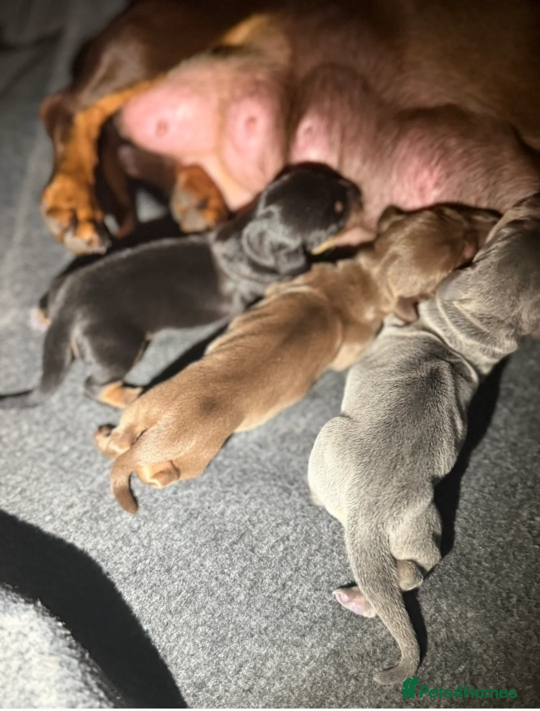 Miniature Dachshund dogs for stud: Minature dachound stud  - Advert 4