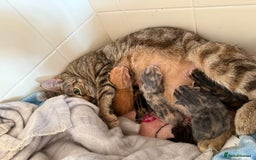 Mixed Breed cats for sale: KITTENS READY TO LEAVE 7/12 - Advert 1