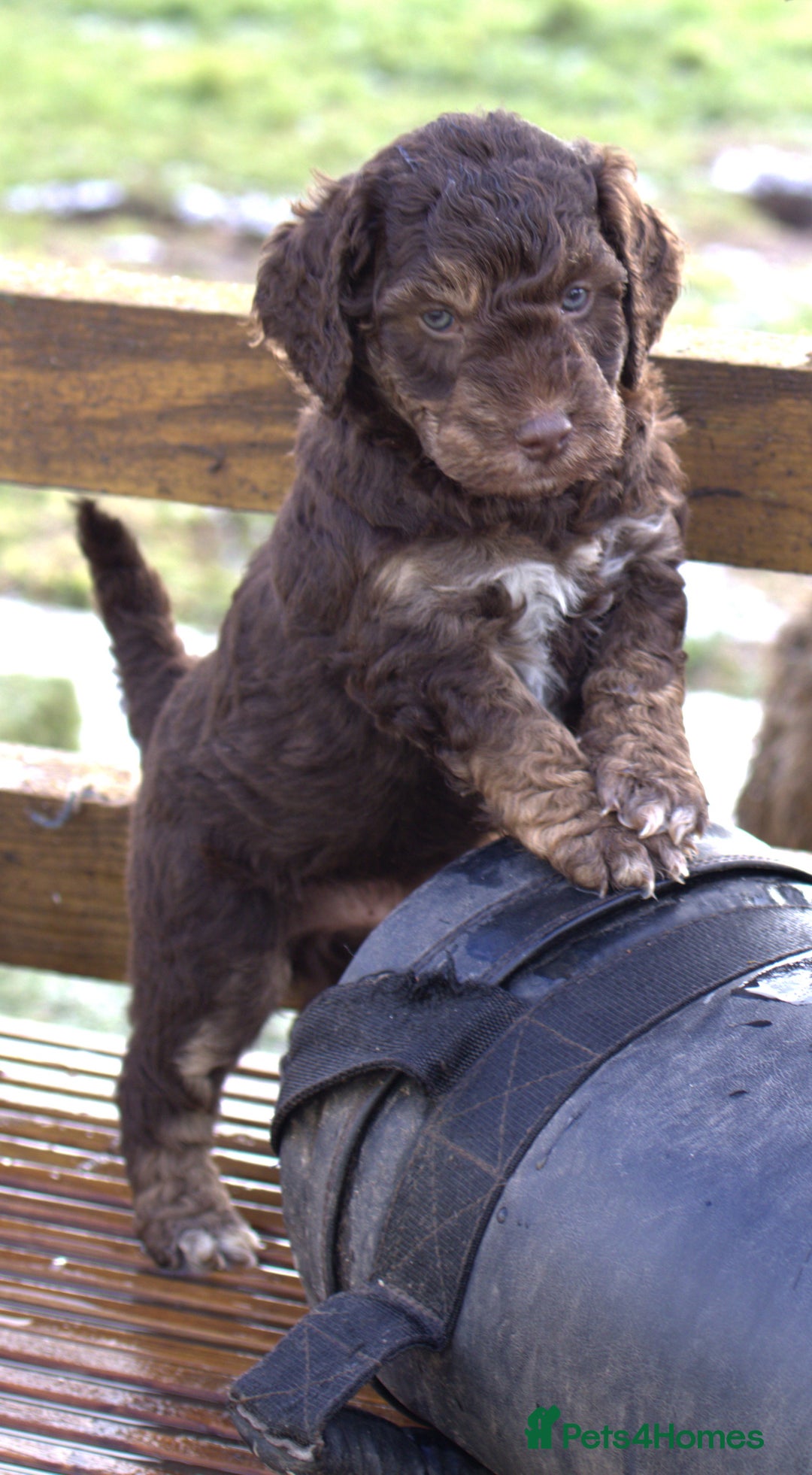 Labradoodle dogs for sale: 🐾🌈 Bred for Potential, Raised for Resilience🐾🌈 - Advert 1