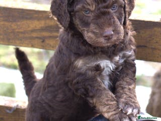 Labradoodle dogs 🐾🌈 Bred for Potential, Raised for Resilience🐾🌈 - Advert 1