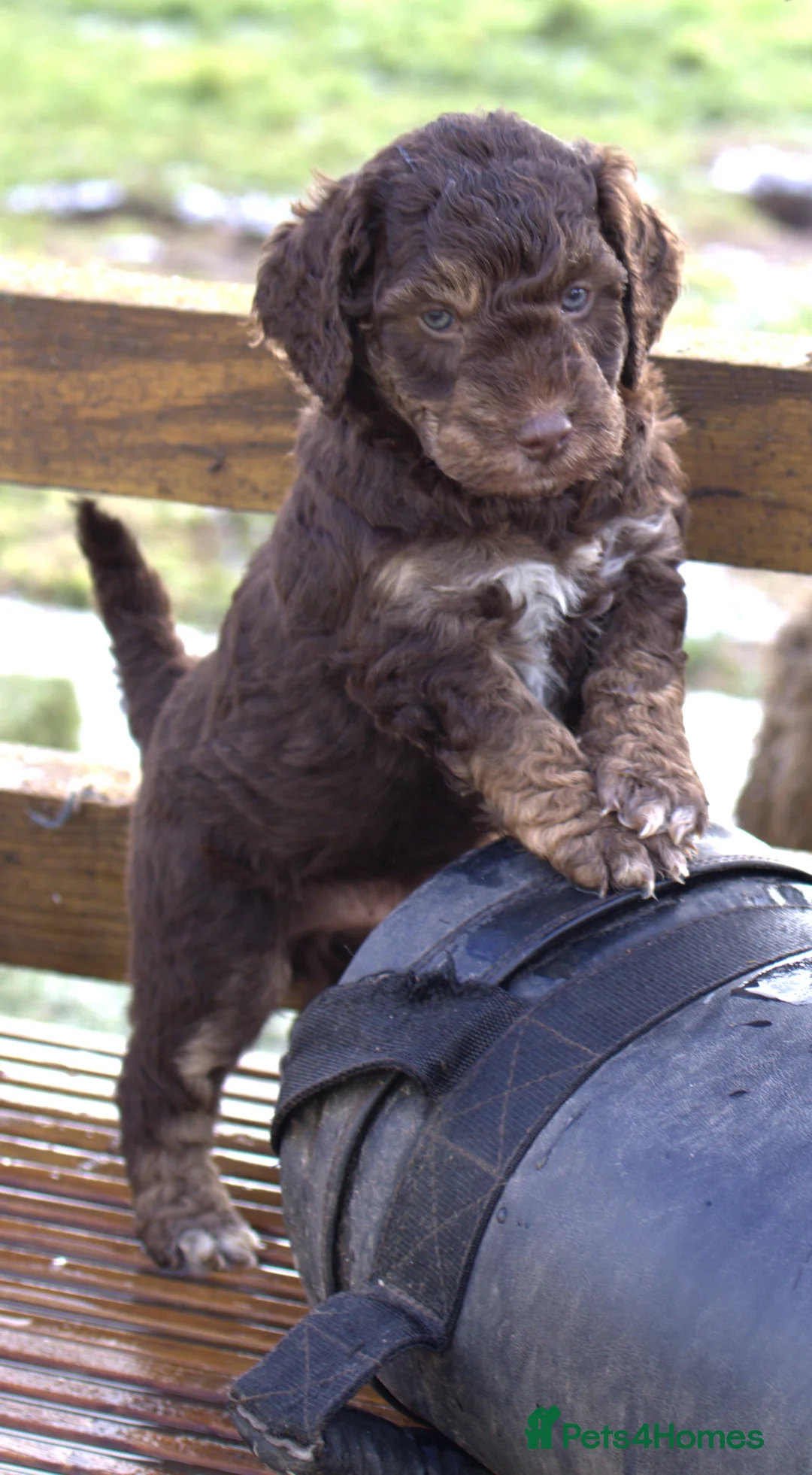 Labradoodle dogs for sale: 🐾🌈 Bred for Potential, Raised for Resilience🐾🌈 - Advert 16