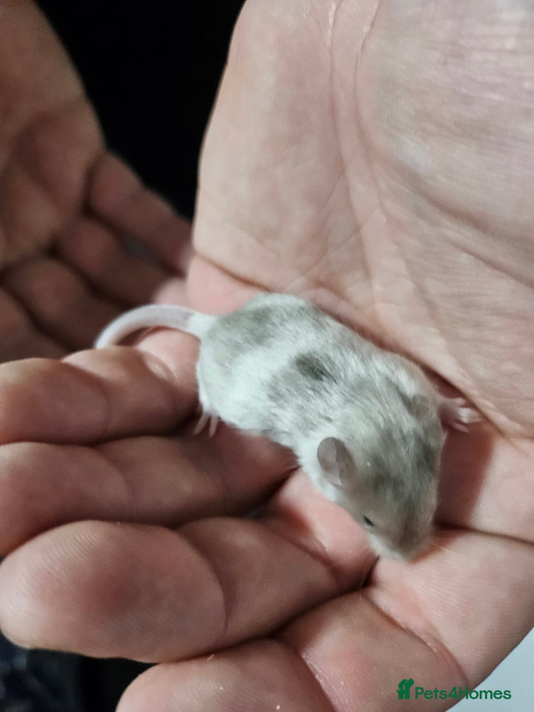 Mouse rodents for sale: Gorgeous little mice - Advert 2