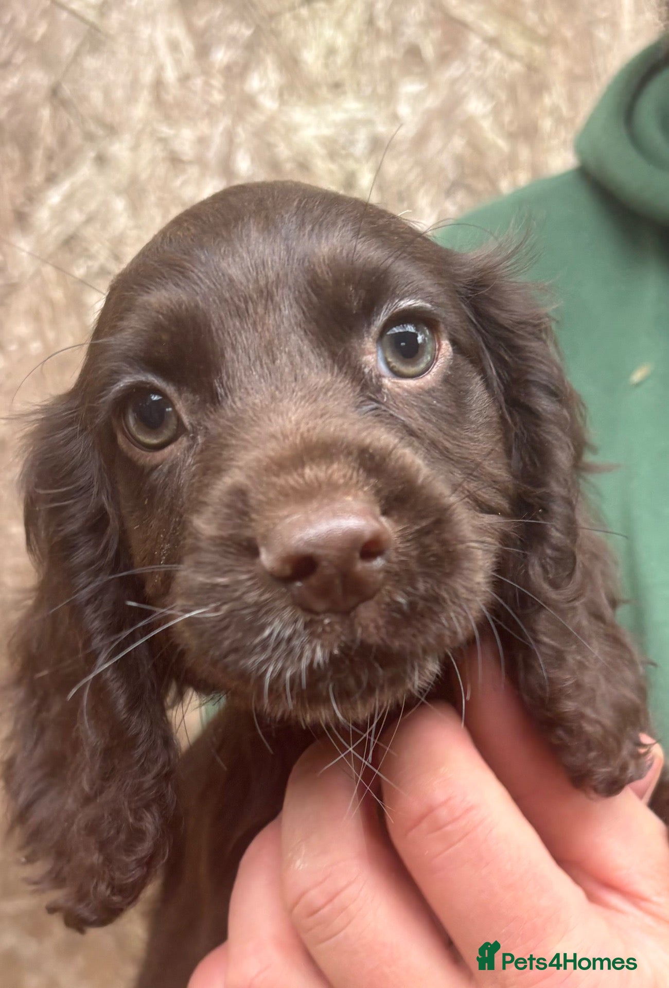 Cocker Spaniel dogs Beautiful cocker spaniel puppies  - Advert 2