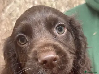 Cocker Spaniel dogs Beautiful cocker spaniel puppies - Advert 2