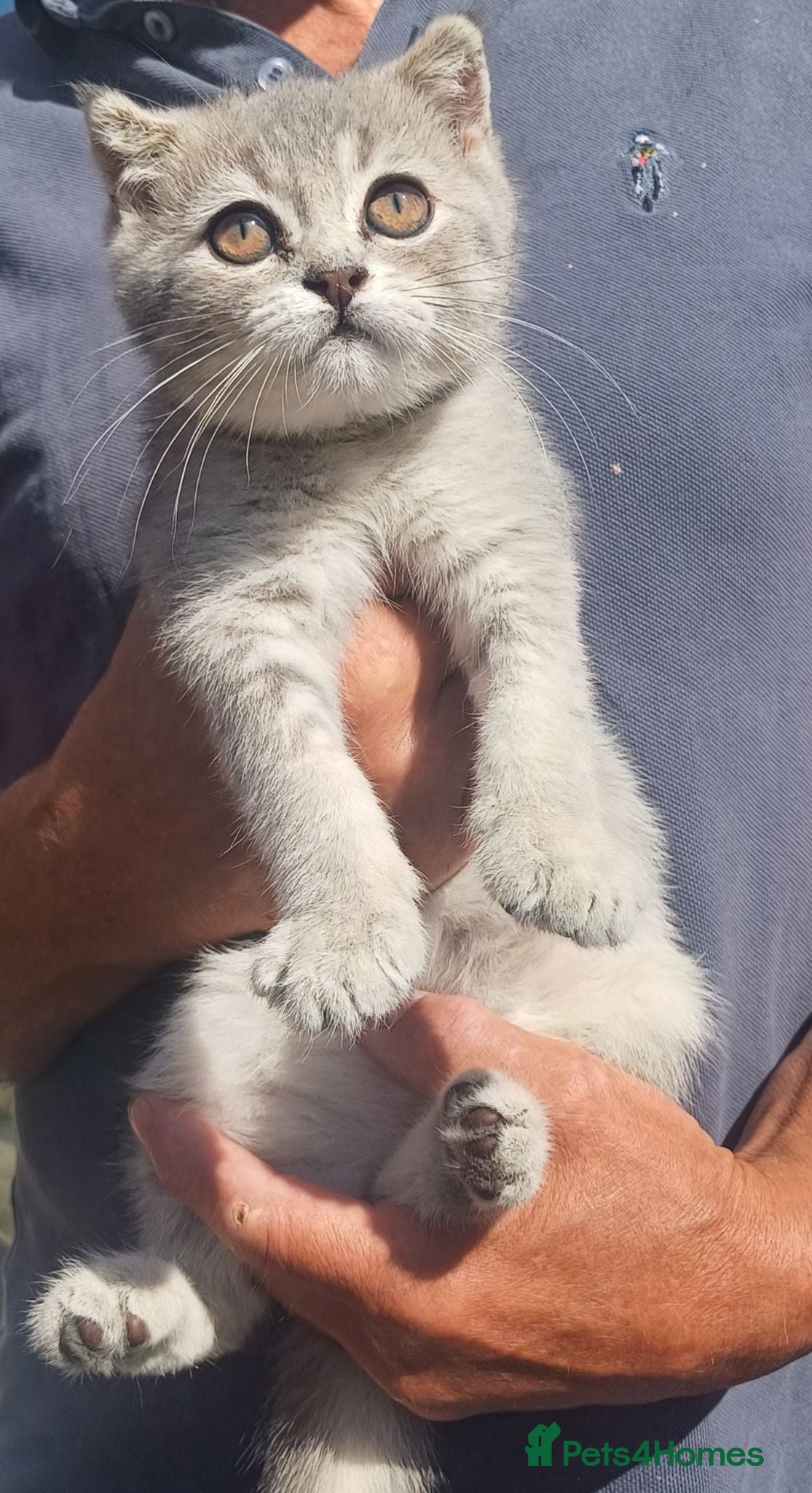 Scottish Fold cats TICA Lovable Scottish Babies - Advert 3