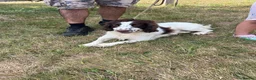 English Springer Spaniel dogs for sale: Springer spaniel  - Advert 4