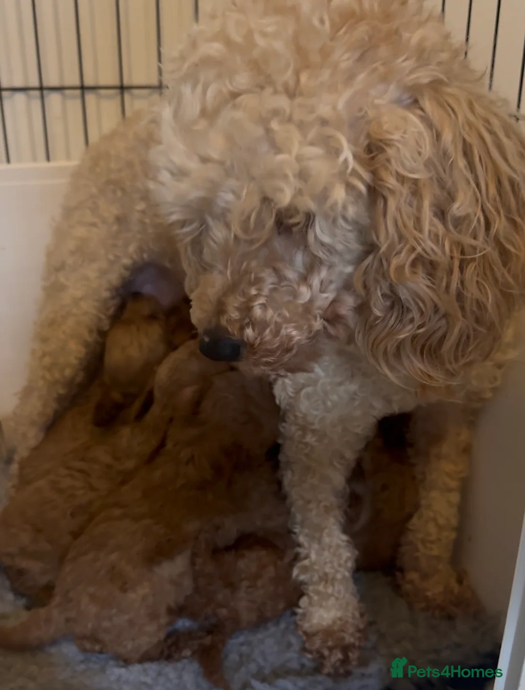 Cavapoo dogs for sale: Toy red Cavapoo pups.  5* Council Registered  - Advert 7