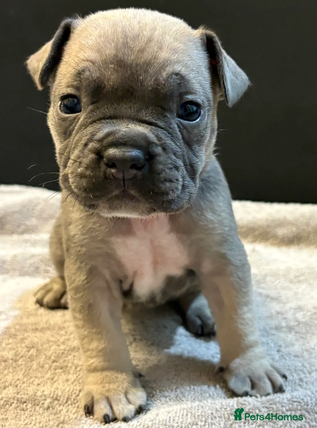 Mixed Breed dogs for sale: Frenchie mix - Advert 31
