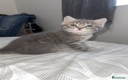 Mixed Breed cats for sale: Beautiful mix breed kittens - Image 26