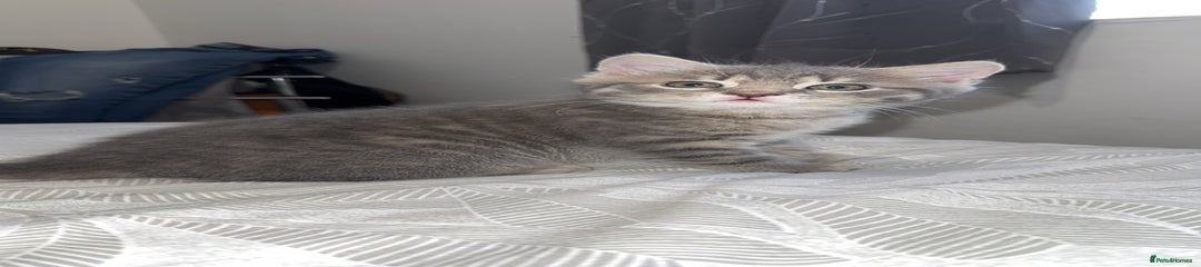Mixed Breed Kitten 1