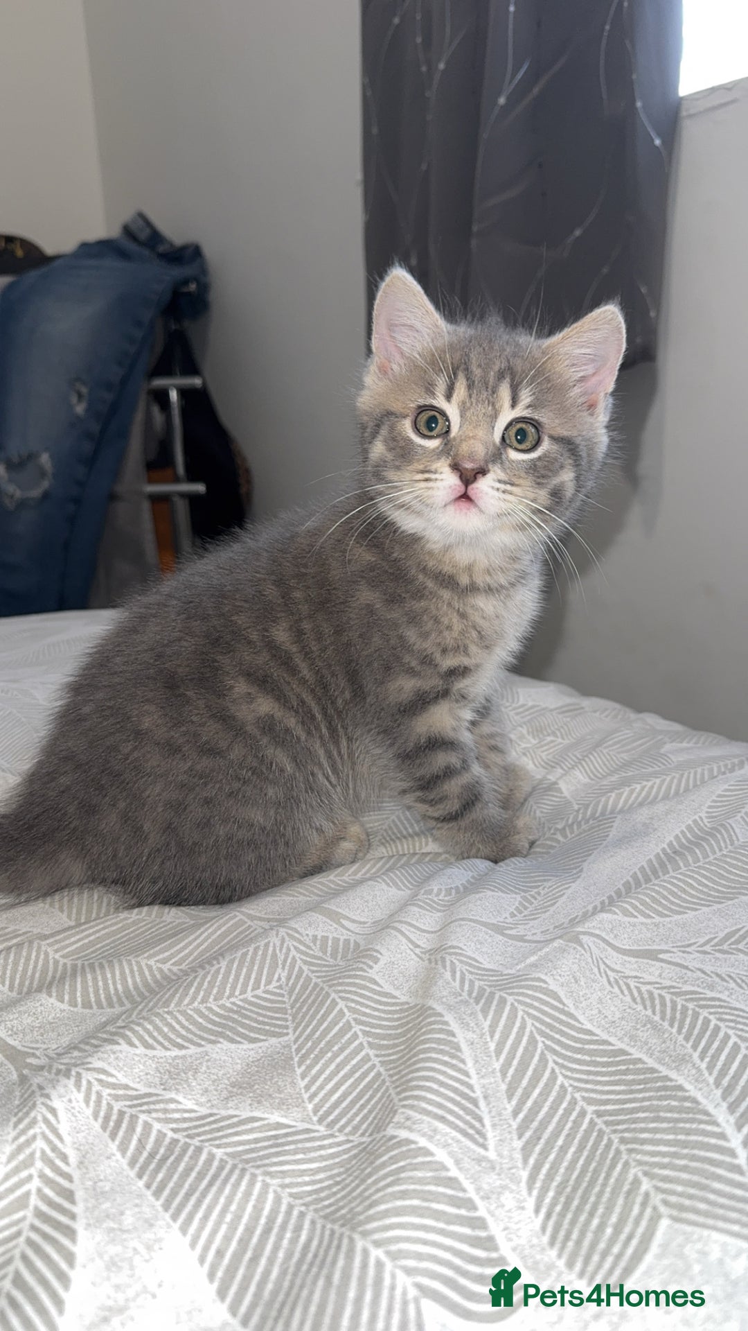 Mixed Breed cats for sale: Beautiful mix breed kittens - Image 26