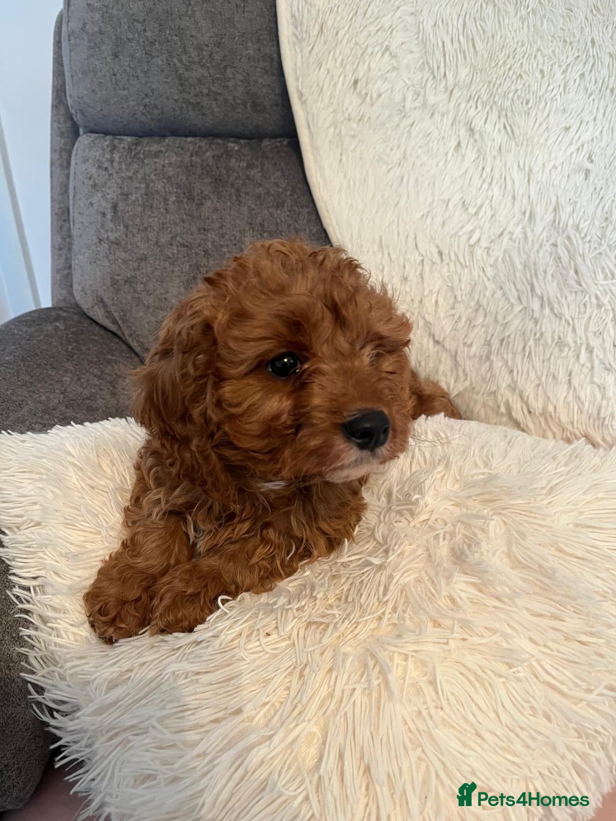 Cavapoo dogs for sale: Outstanding fox red cavapoo puppy - Advert 1