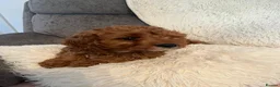 Cavapoo dogs for sale: Outstanding fox red cavapoo puppy - Advert 1