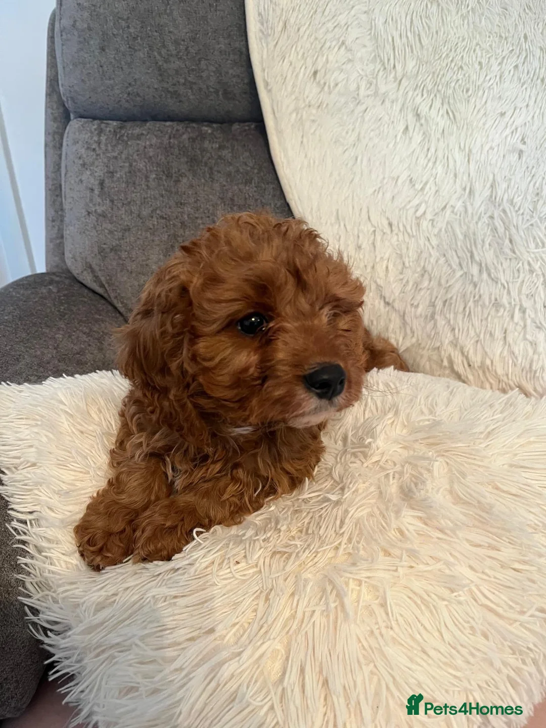 Cavapoo dogs for sale: Outstanding fox red cavapoo puppy - Advert 1