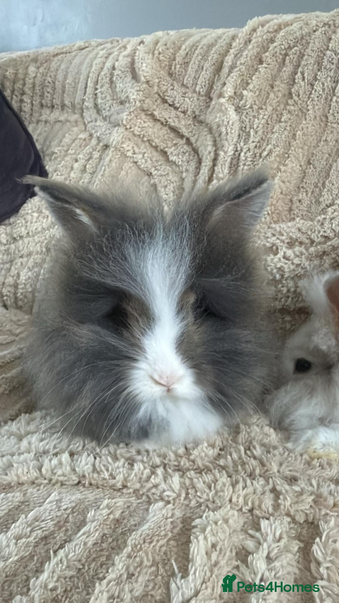 Mini Lion Lop rabbits (READY NOW) 3 LEFT - Advert 2