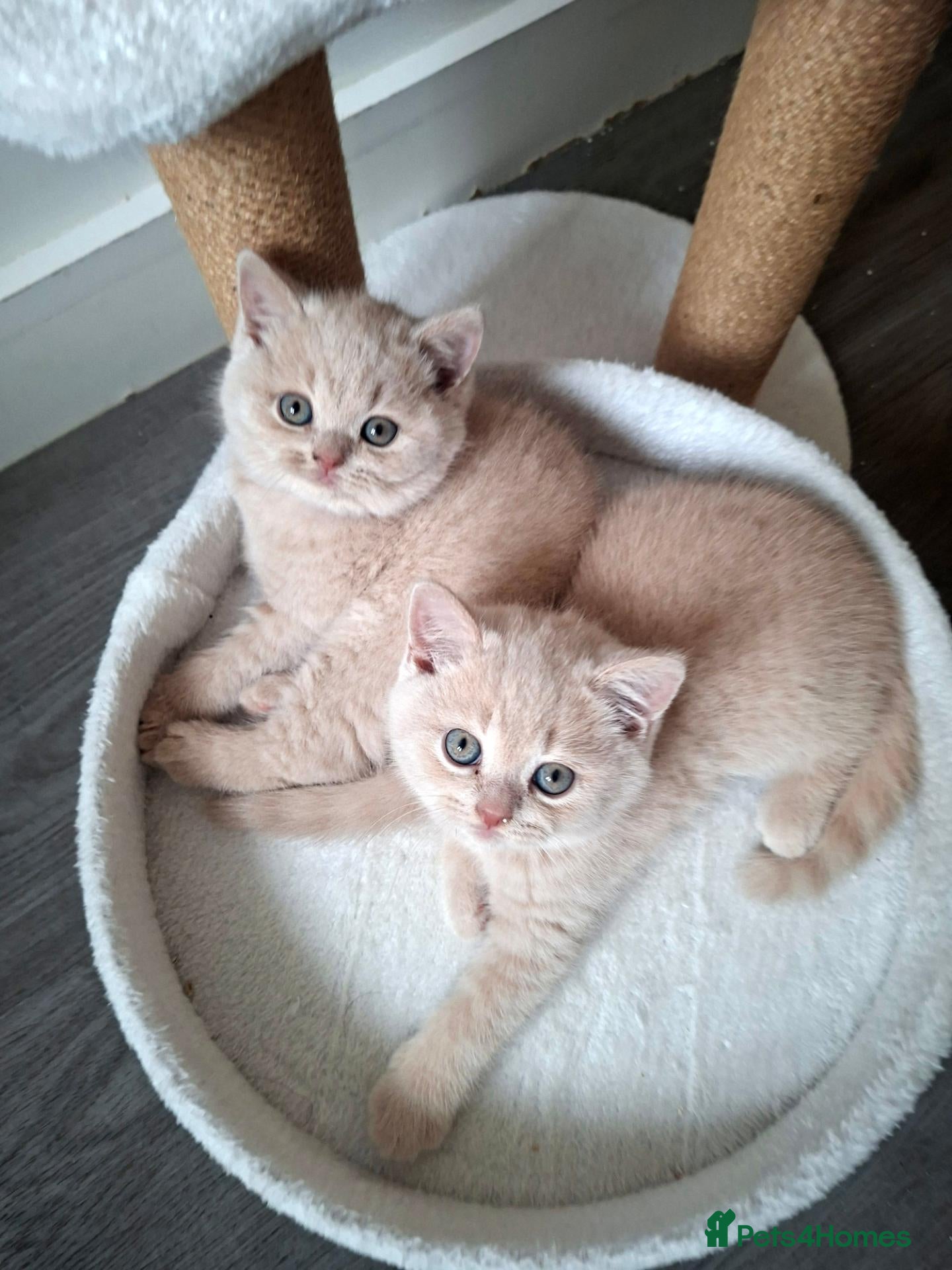 British Shorthair cats 🩷 LAST 2 GCCF GIRLS & 1 BOY AVAILABLE 💙 - Advert 1