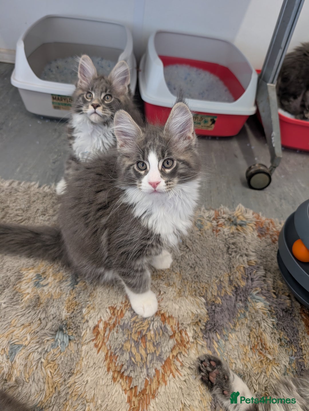 Maine Coon cats for sale: Maine Coon Kittens GCCF - Image 31